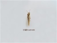 藏品(燈蛾科)的圖片